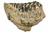 Fossil Woolly Mammoth Lower M Molar - Poland #370400-4